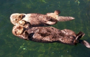 Otters, just because.